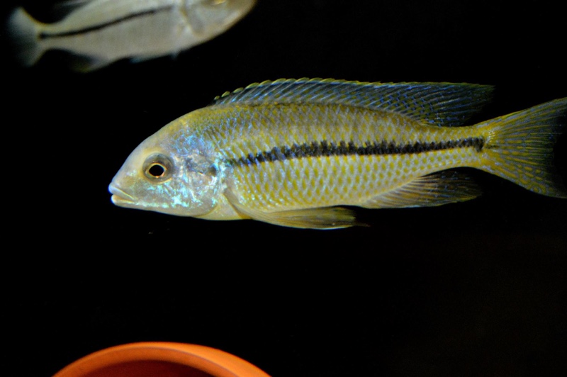 Nyassachromis nigritaeniatus 'Chipoka'